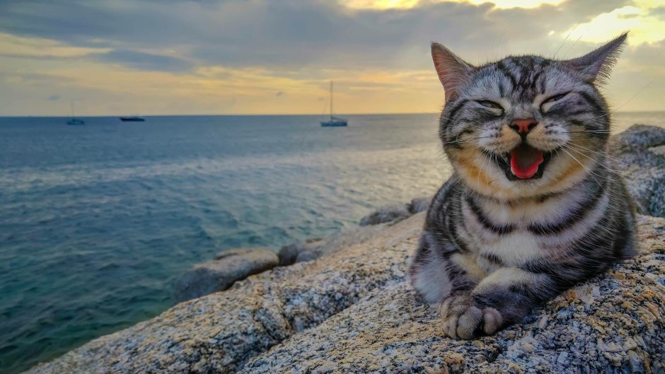 Довольный кот