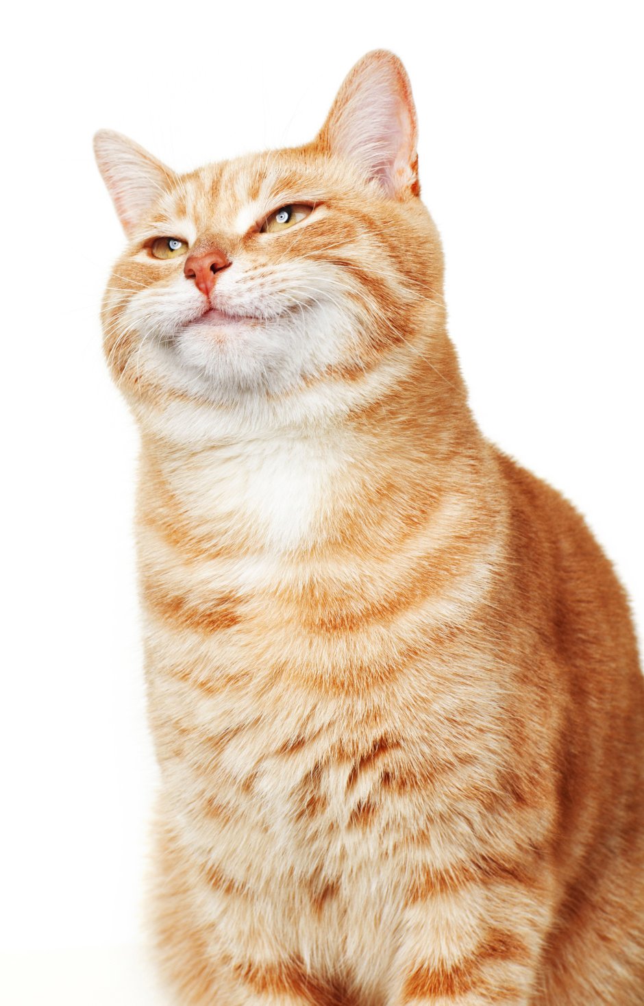 Кот на белом фоне