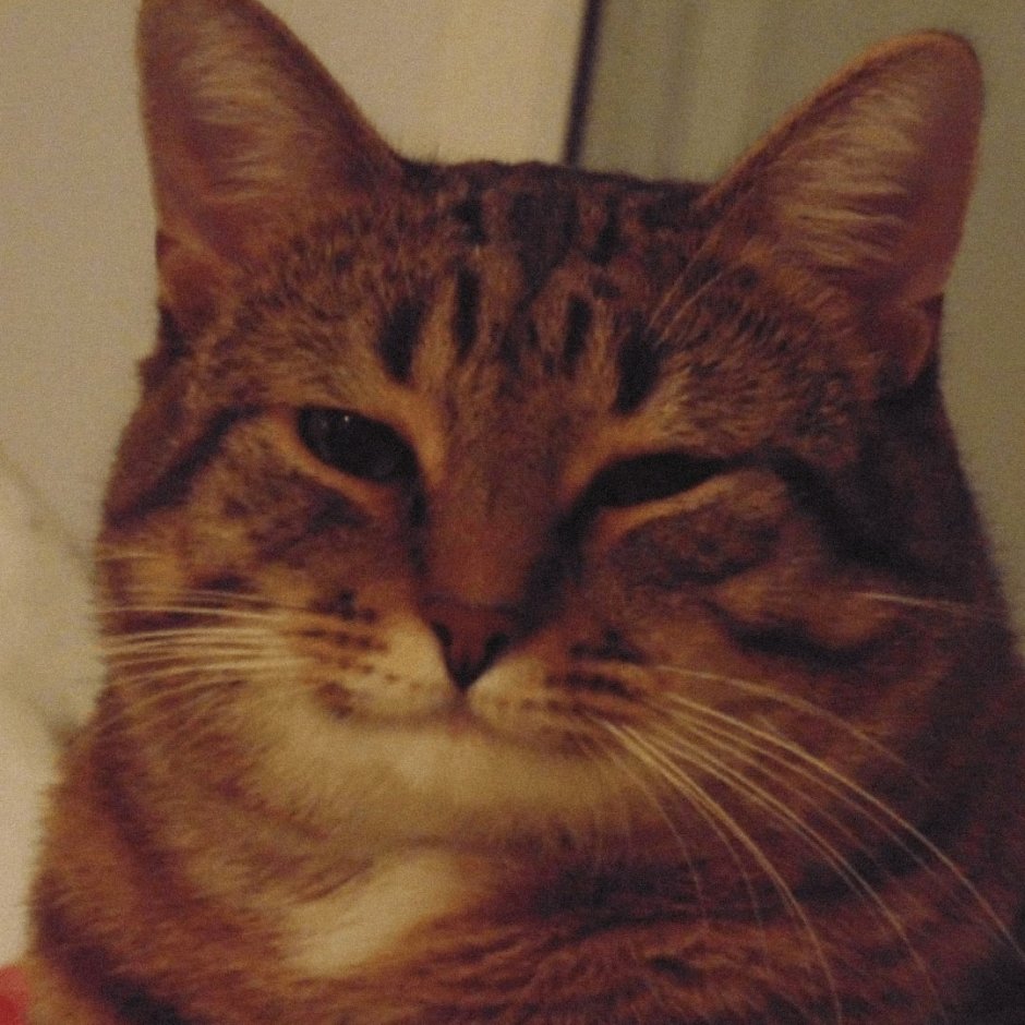 Кот с прищуром