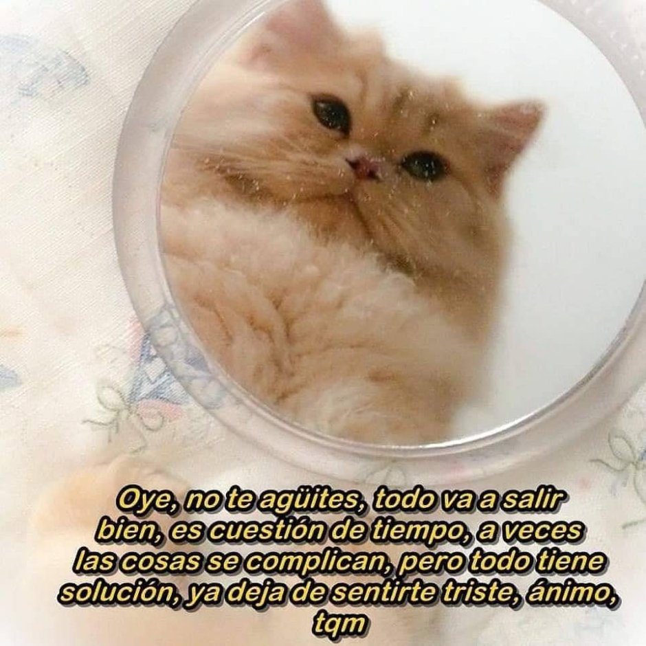 Милые котики из пинтереста