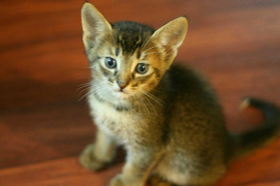 Котик метис маленький