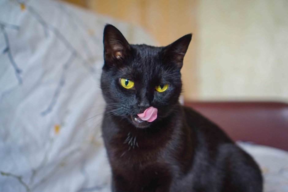 Сиам метис кошка