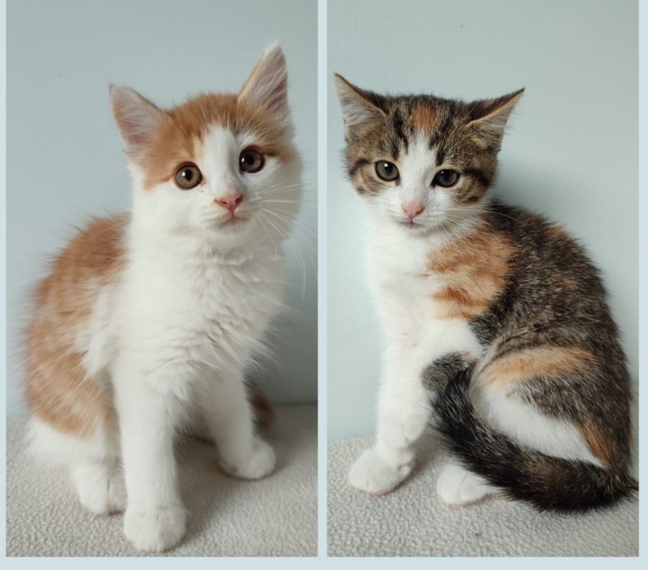 Невская маскарадная кошка короткошерстная