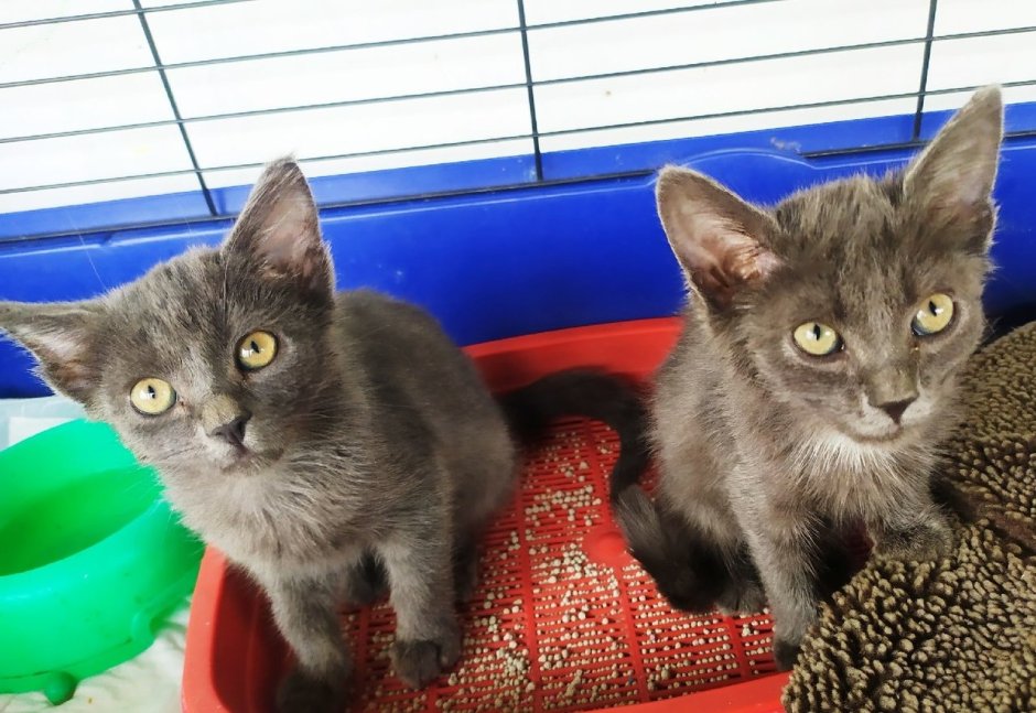 Котенок Артур