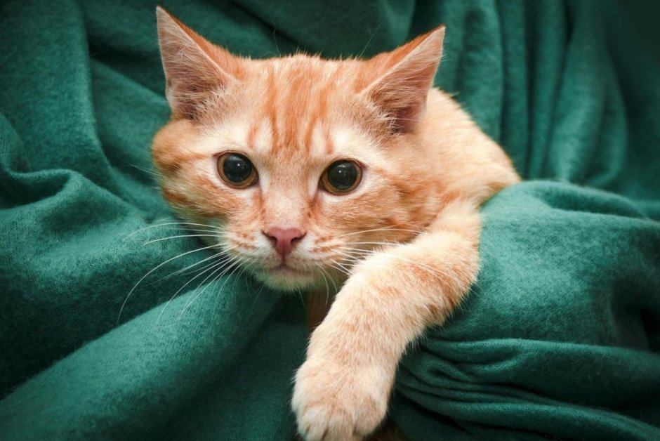 Кот Hermes