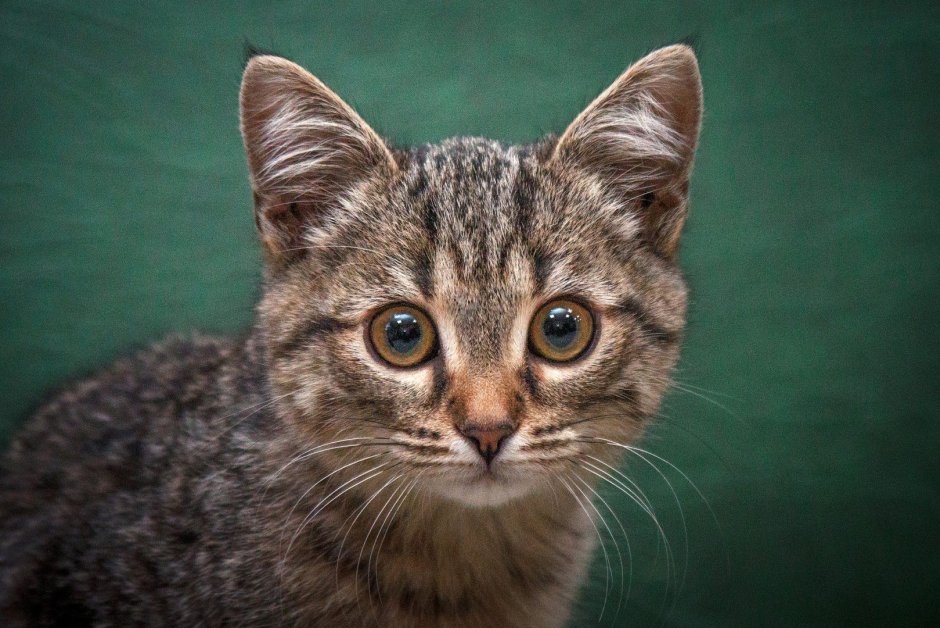 Котенок метис Сноу Шу
