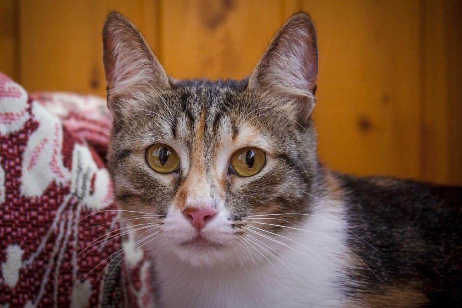 Коты метисы