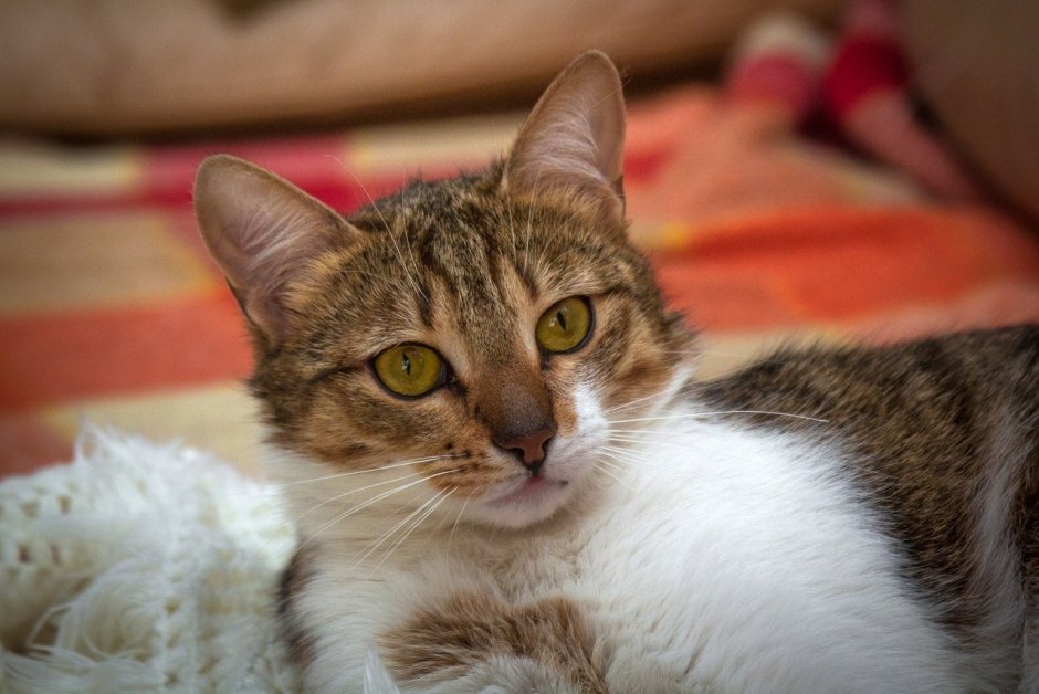 Метис кот
