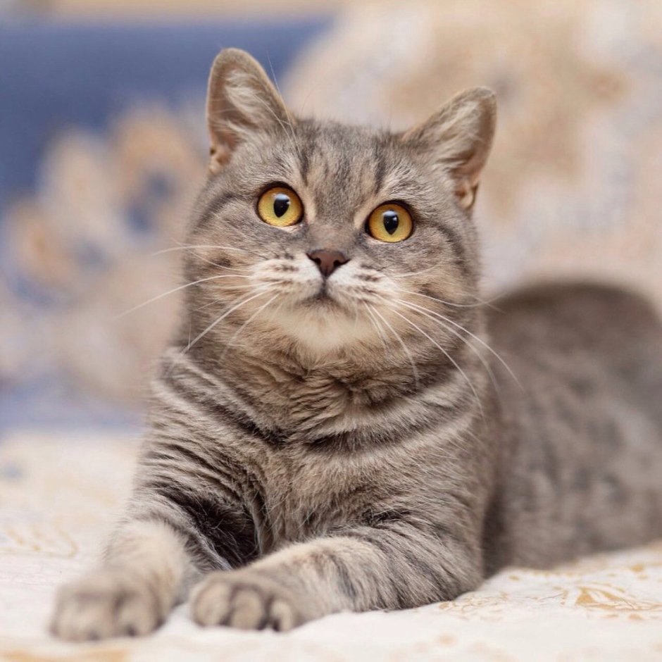 Котята метисы