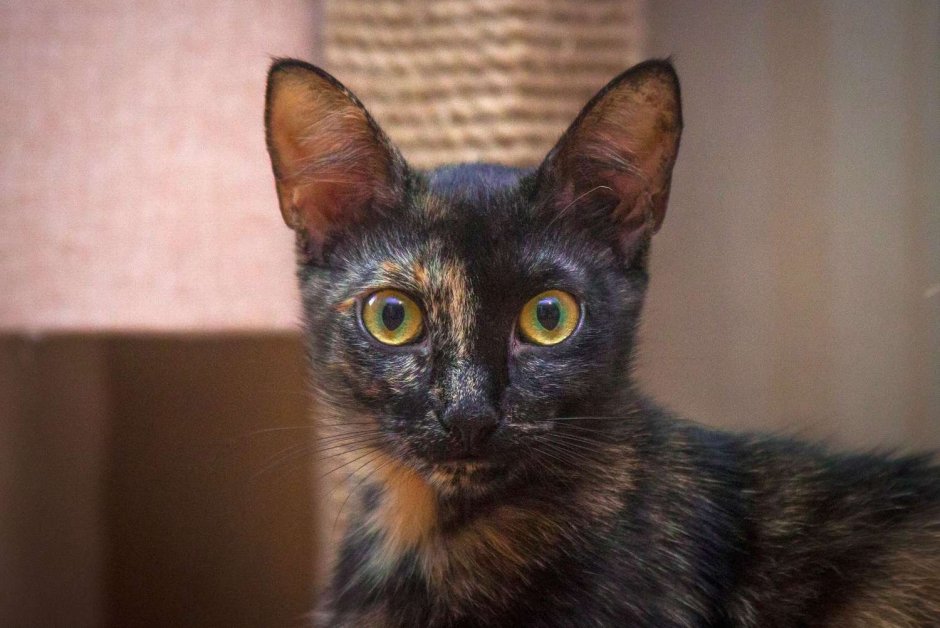 Кошка метиска
