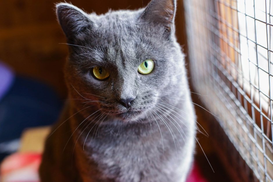 Коты метисы