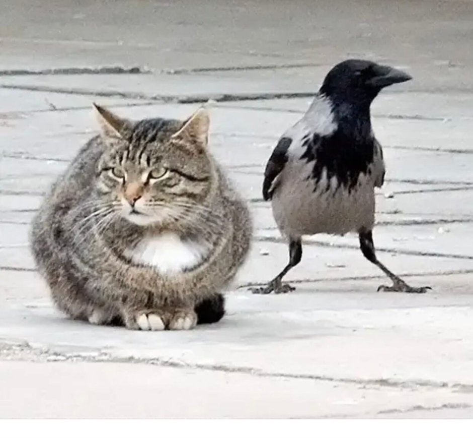 Вороны и коты