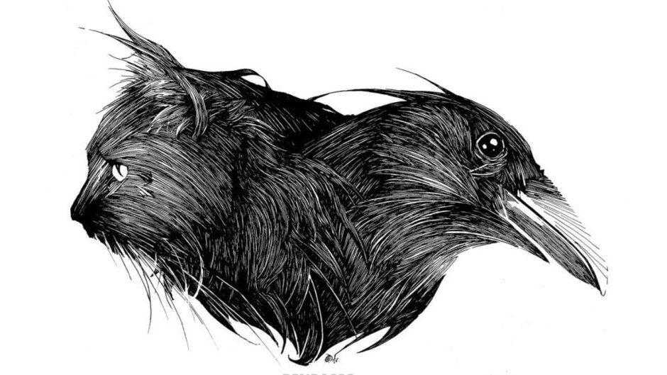 Черная кошка и ворона