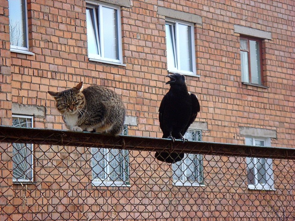 Ворона и кошка