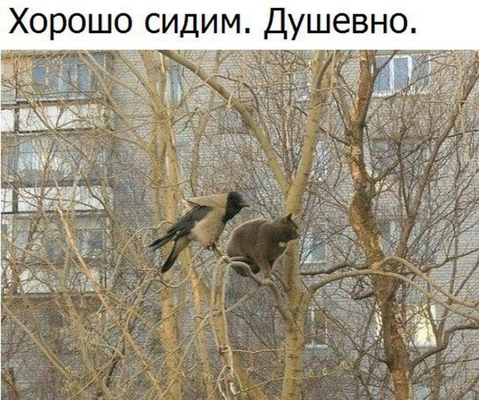 Линдси Кустуш