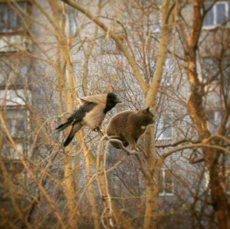 Ворона украла