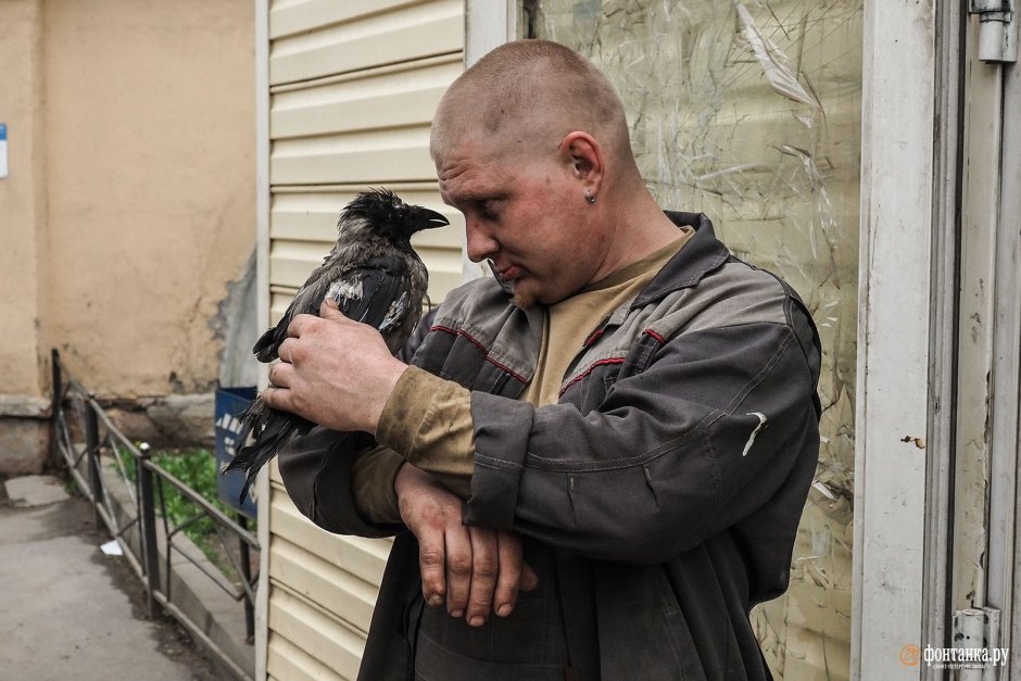 Страшный ворон