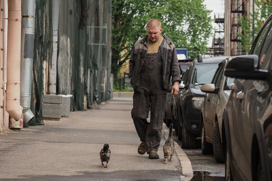 Ворона и кот прикол