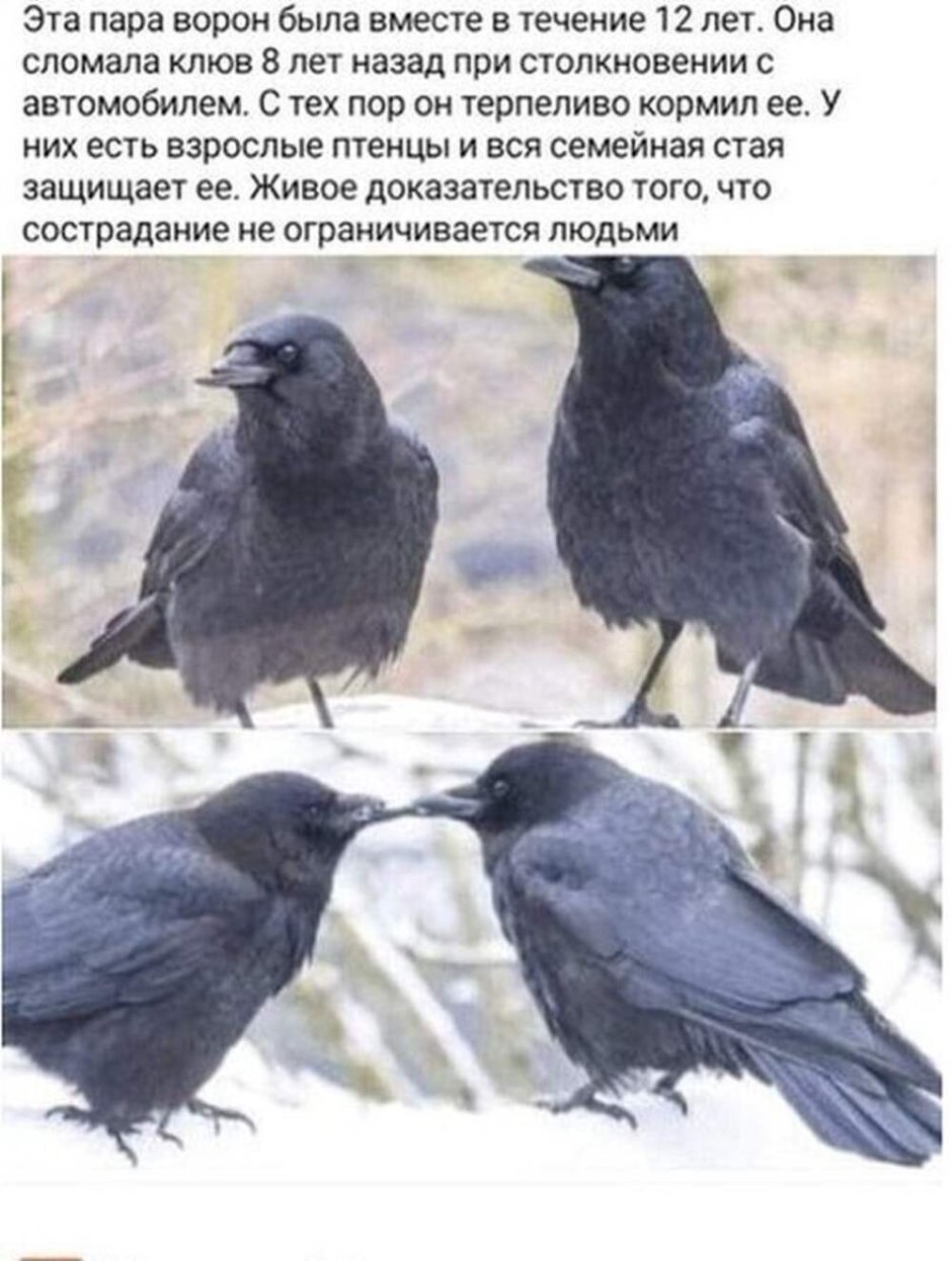 Мемы с воронами