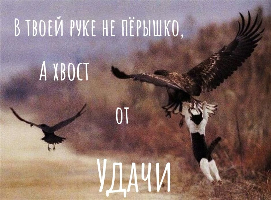 Кот и ворона на дереве