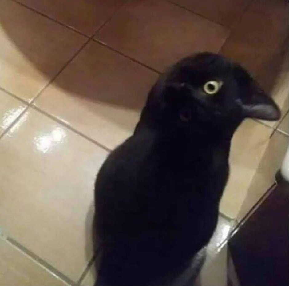 Кот и ворон