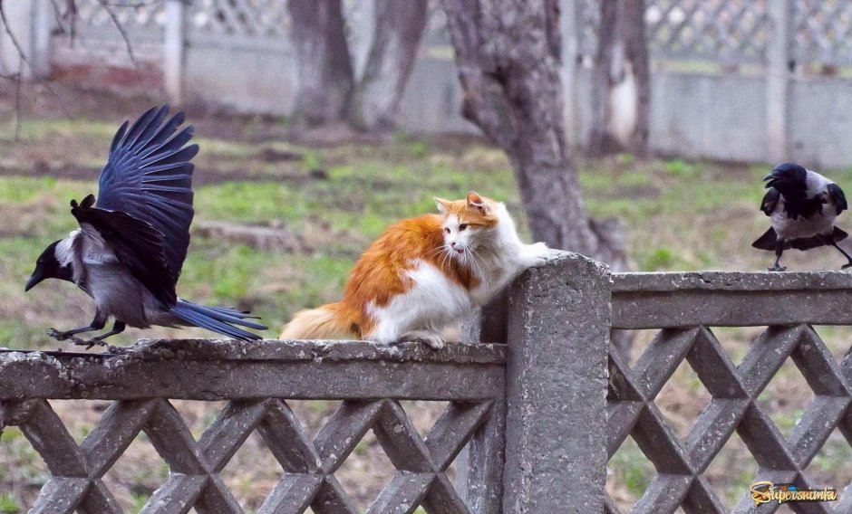Ворон карикатура