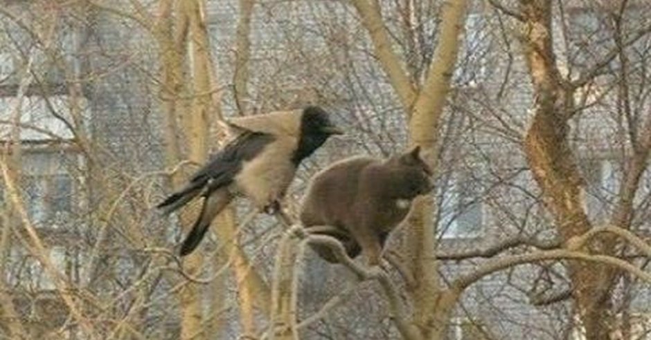 Кот и ворона на ветке