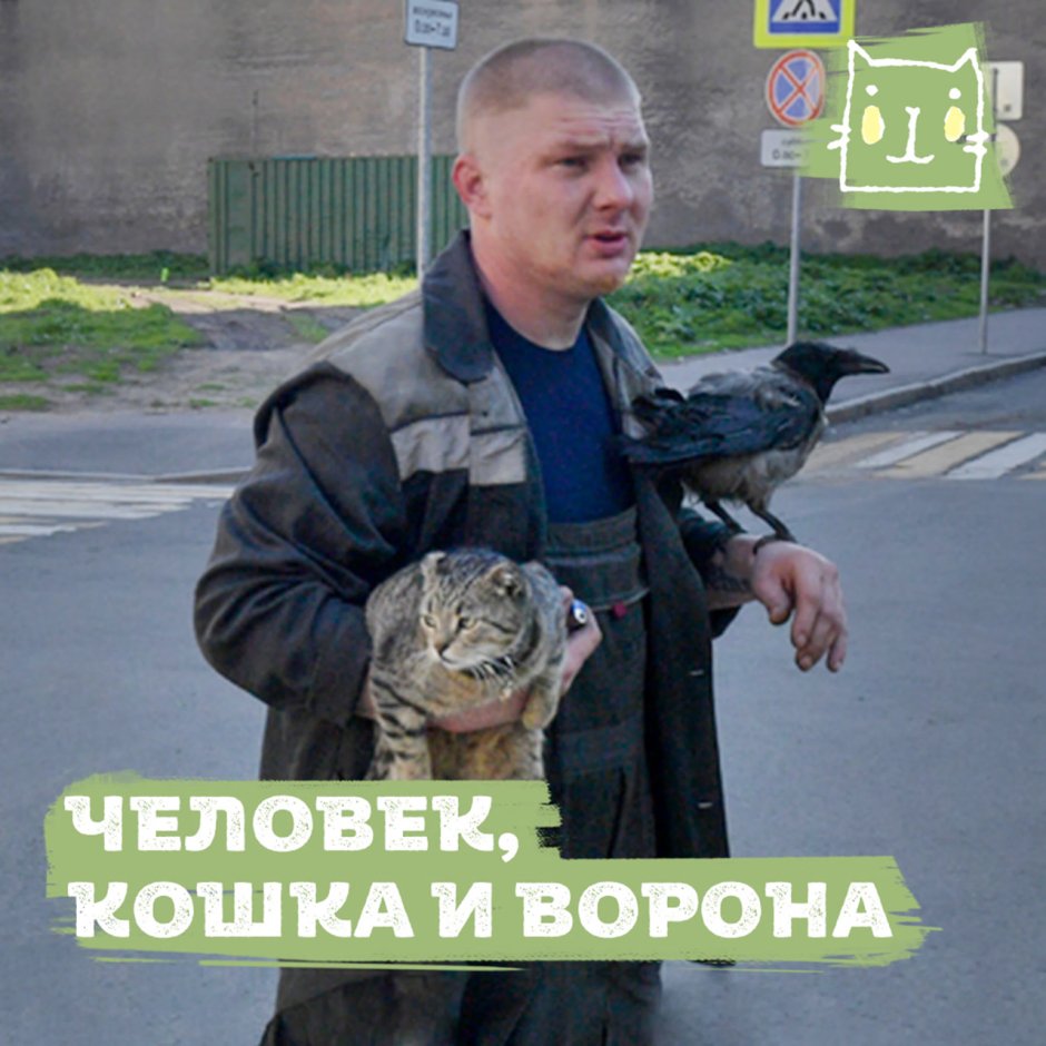 Коты против Воронов битва на мусорной свалке