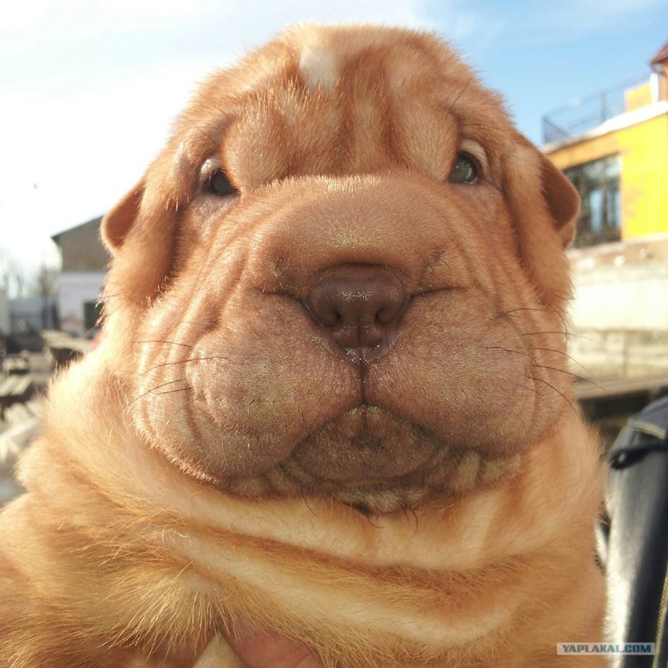 Шарпей на белом фоне