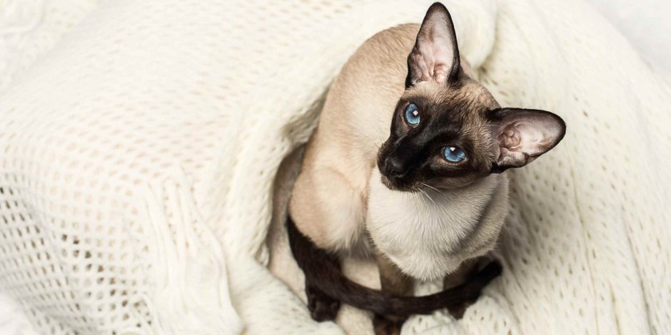 Сиамская кошка