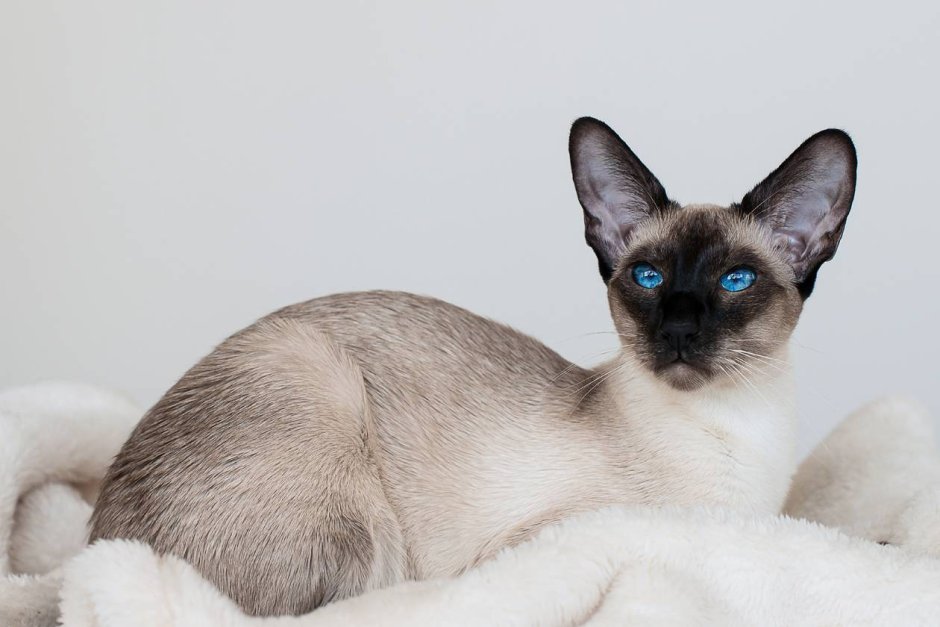 Сиамская Балинезийская кошка