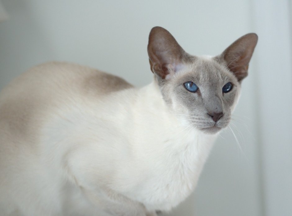 Коты ориенталы грузины