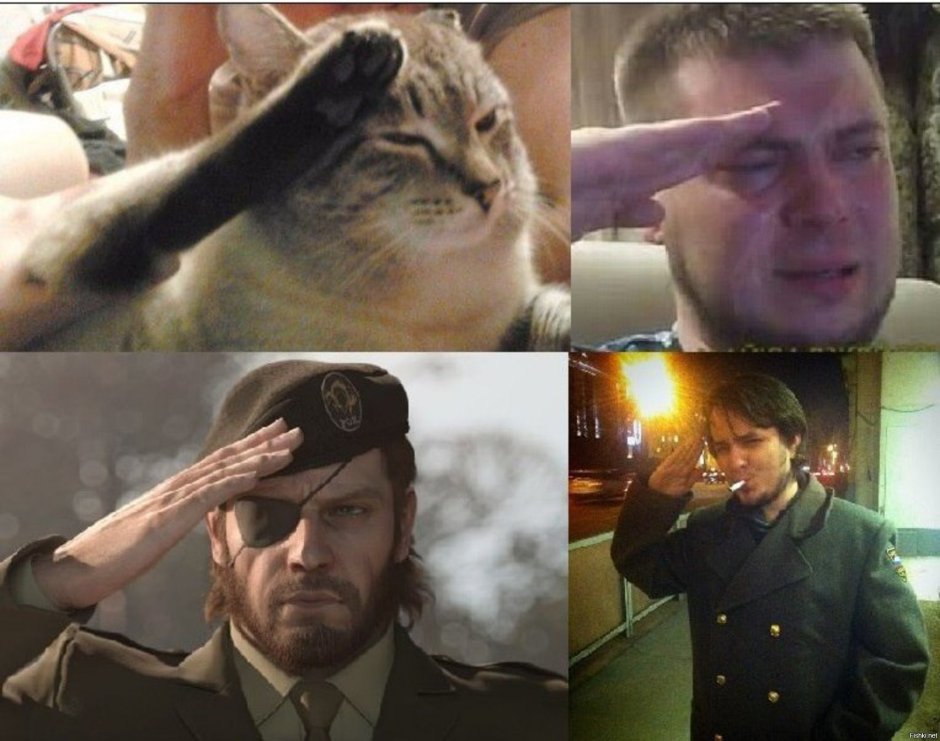 Кот степа