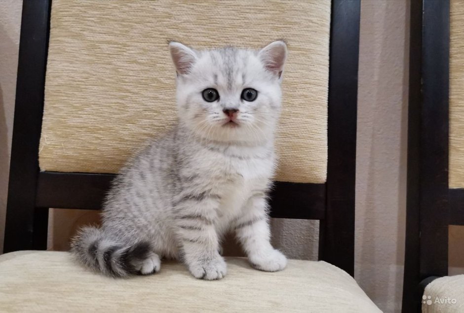 Шотландский страйт шиншилла