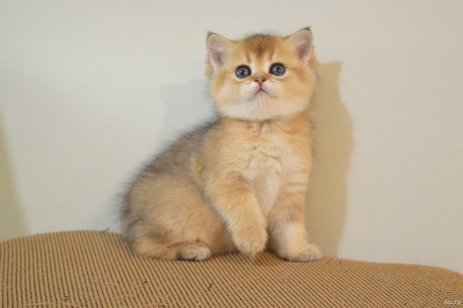С новым годом котик шиншилла