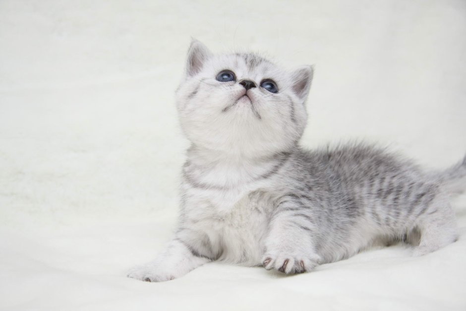 Котята Шотландская шиншилла прямоухая