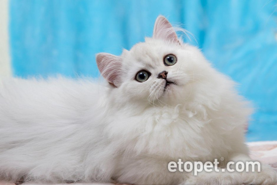 Шотландская прямоухая шиншилла серебристая