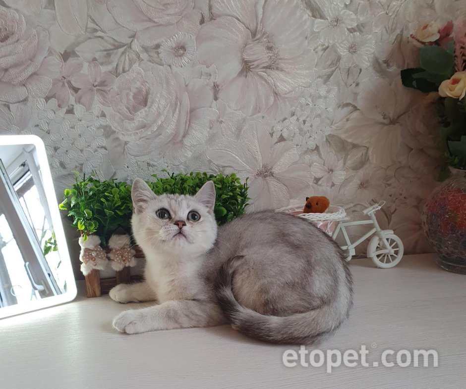 Котята серебристой шиншиллы страйт