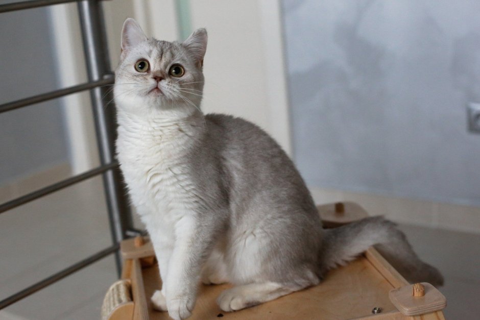Шотландская прямоухая шиншилла серебристая