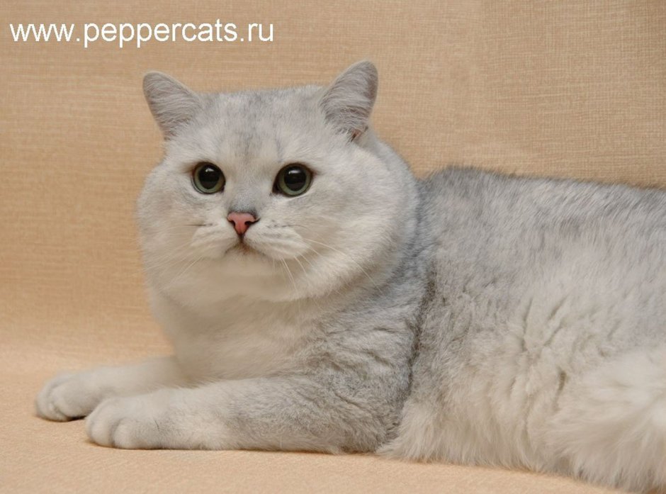 Британская шиншилла серая