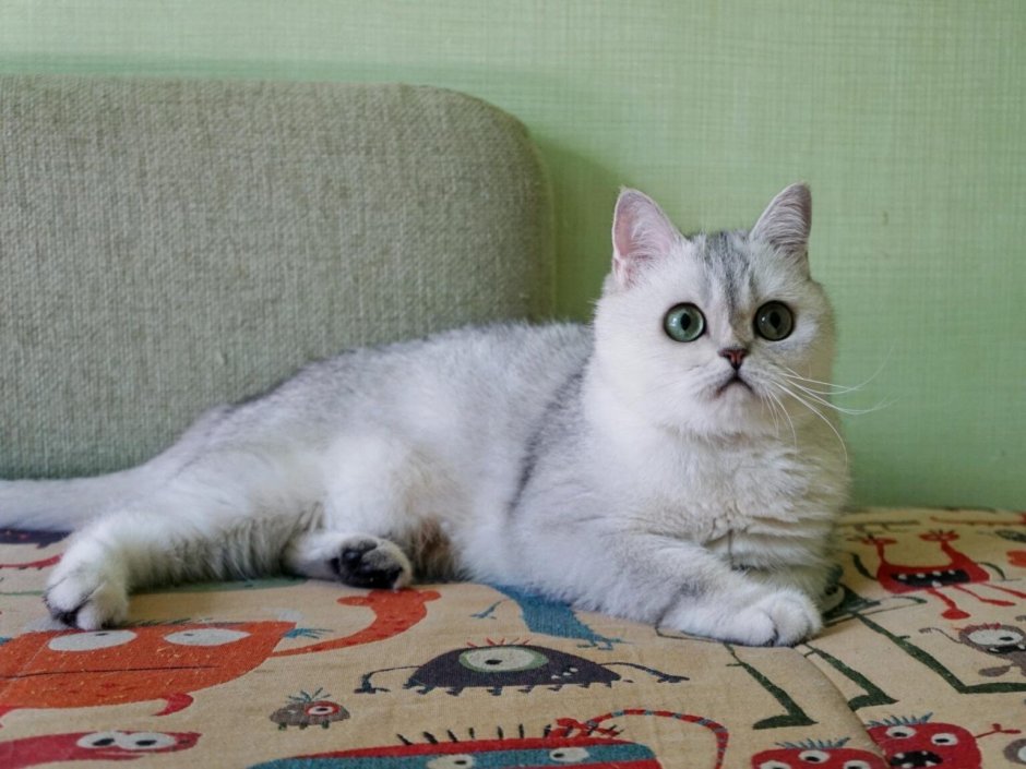 Шотландская Золотая тикированная шиншилла