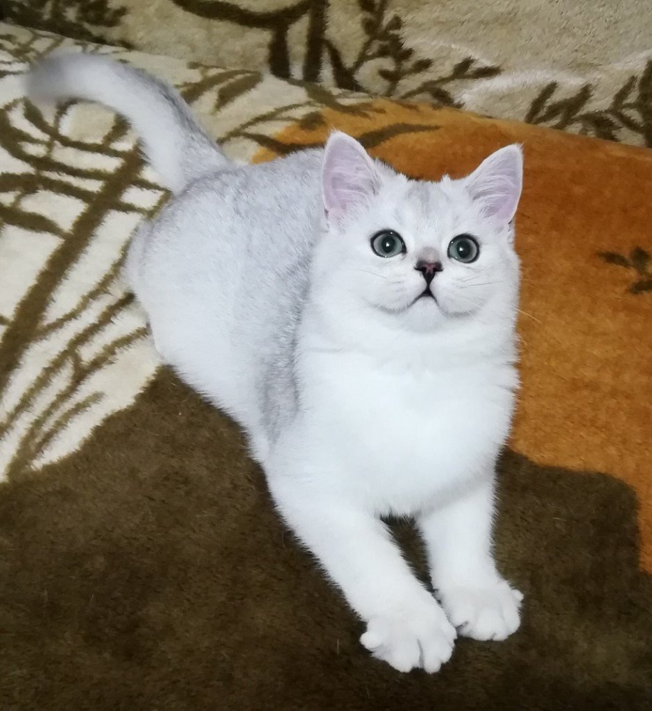 Скоттиш страйт серебристая шиншилла