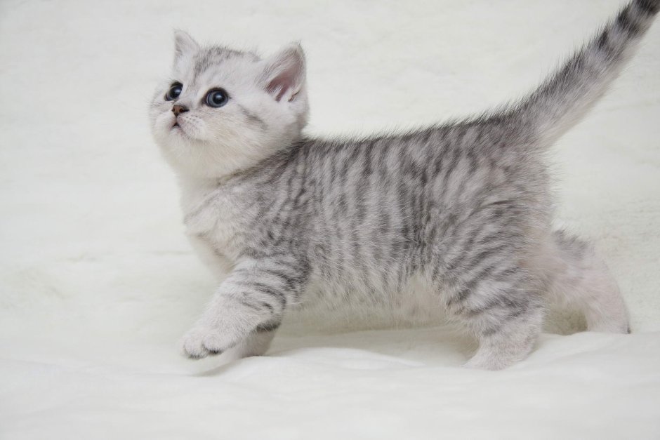 Британская короткошёрстная шиншилла
