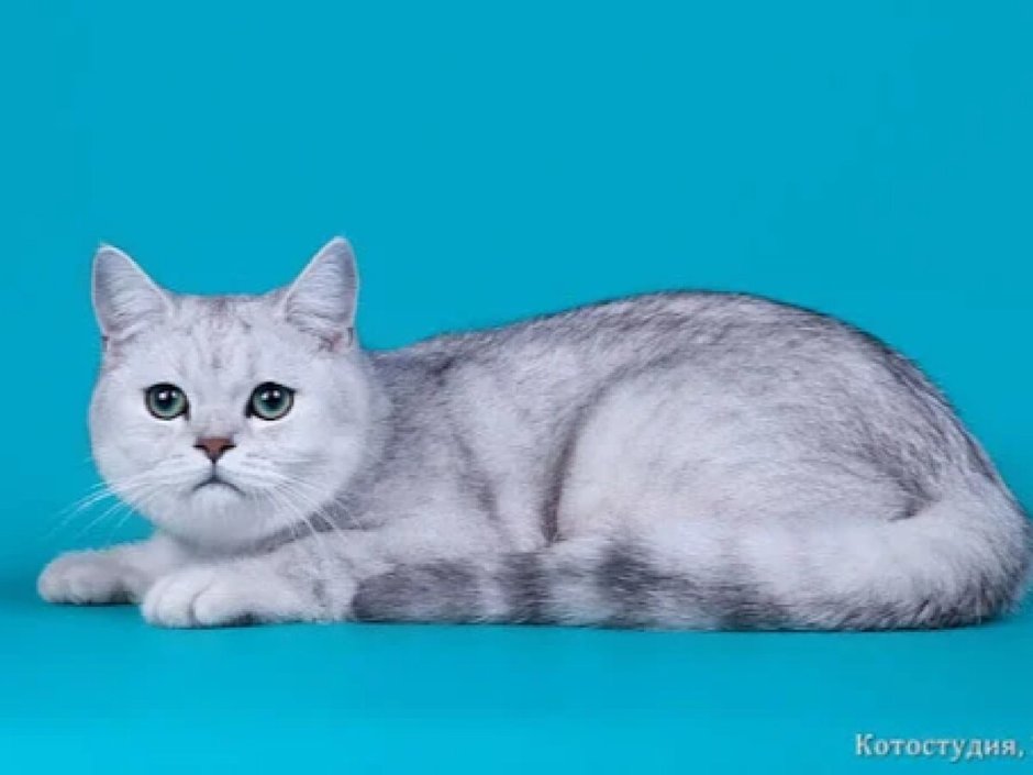 Скоттиш страйт серебристая шиншилла