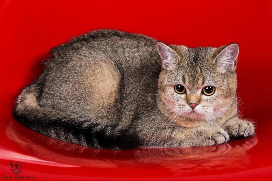 Шотландская шиншилла табби