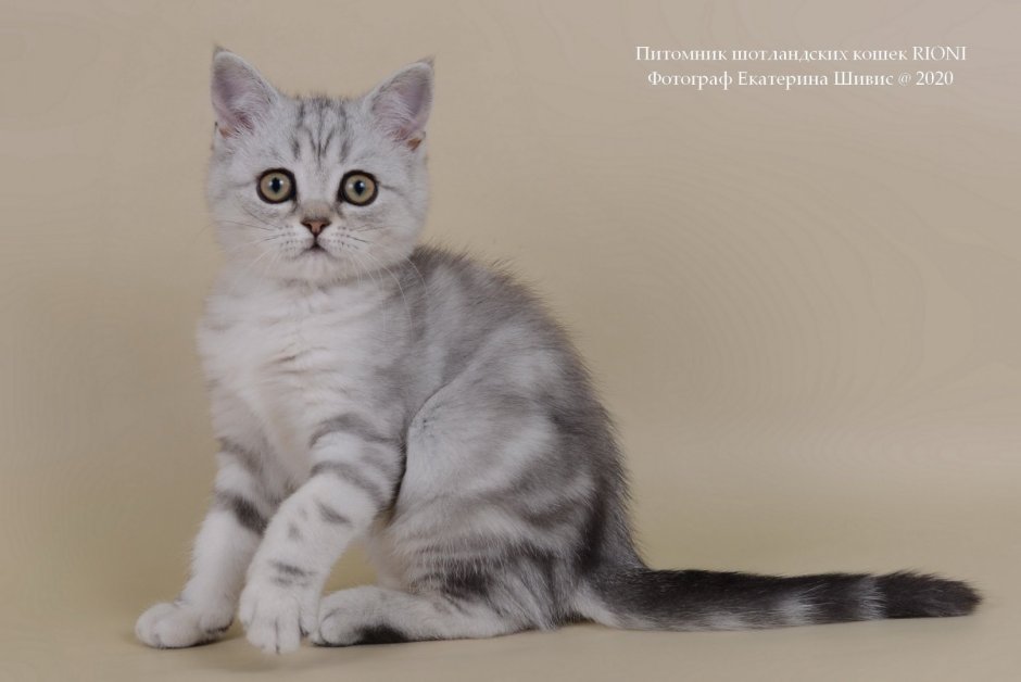 Корниш страйт