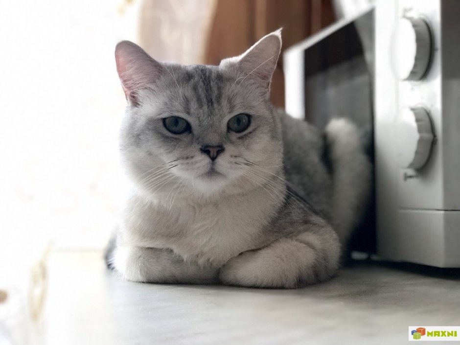 Скоттиш страйт Золотая шиншилла