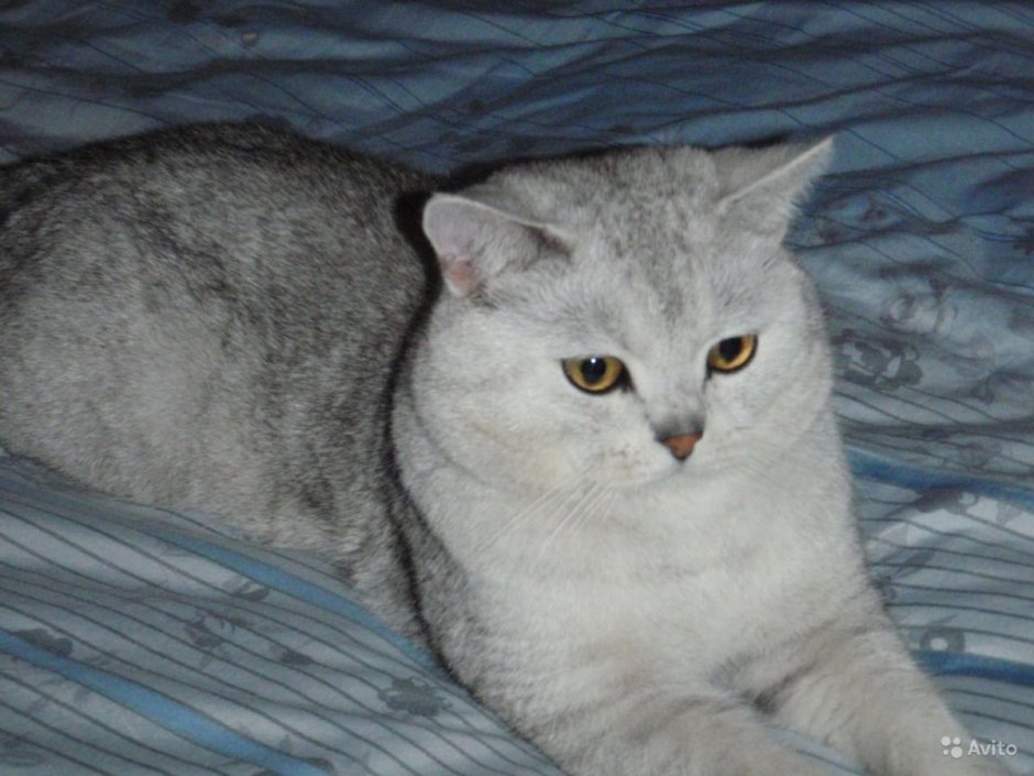 Шотландская серебристая шиншилла