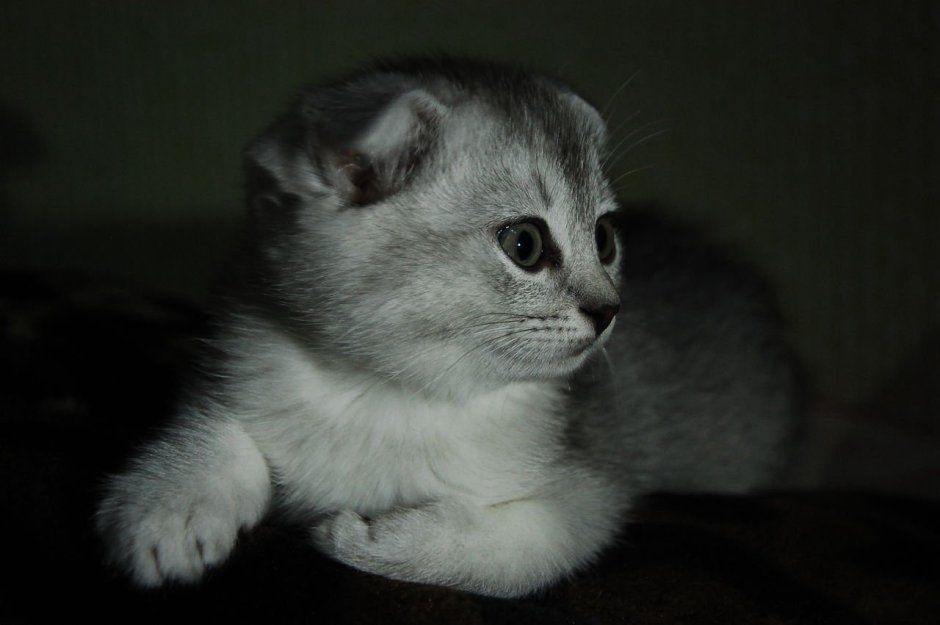 Кошка Шотландская прямоухая короткошерстная серая