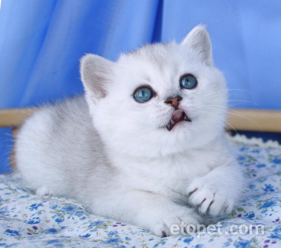 Шотландская кошка прямоухая шиншилла
